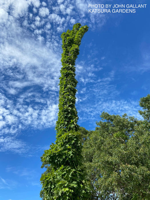 Acer saccharum 'Newton's Sentry' Columnar Sugar Maple
