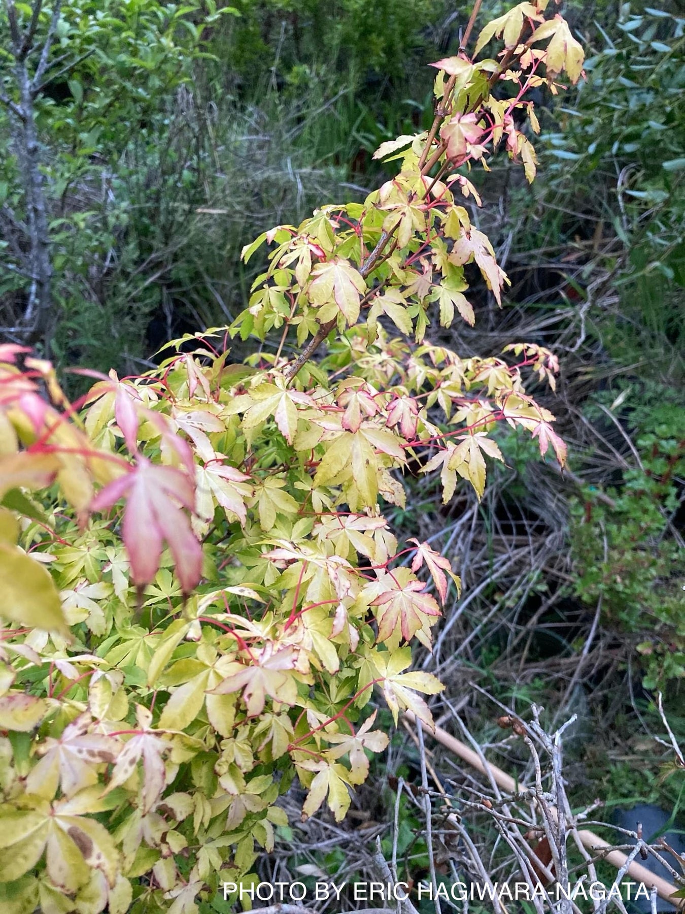 Japanese Maples for Containers