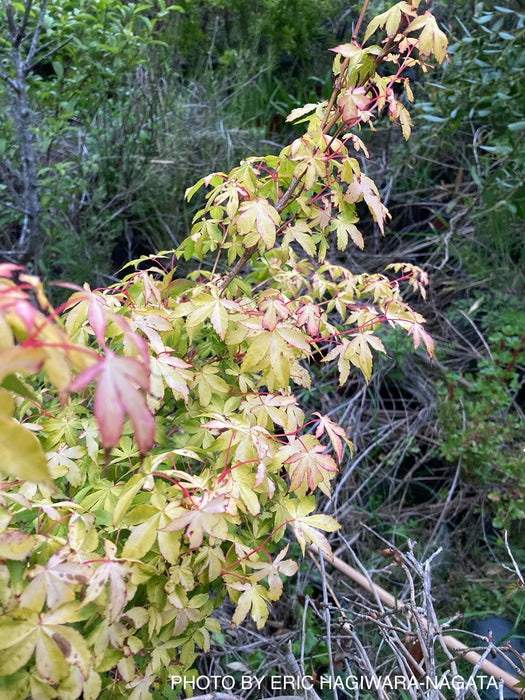 Acer palmatum 'Aureum' Japanese Maple