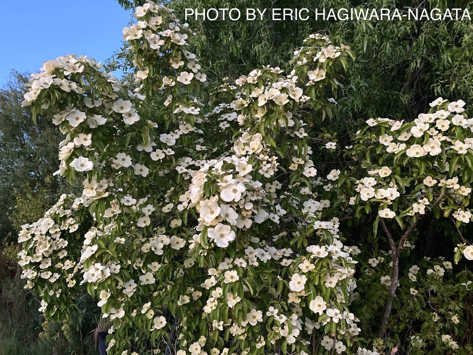 Cornus capitata 'Mountain Moon' Chinese Evergreen Dogwood