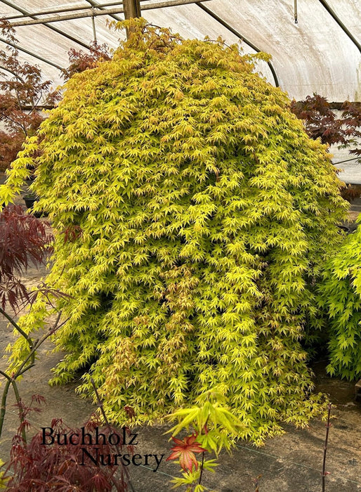 Acer palmatum 'Golden Falls' Weeping Golden Japanese Maple