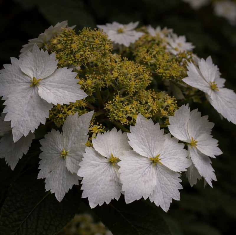 Hydrangea chinensis 'DJHT7704' White Flowering Hydrangea