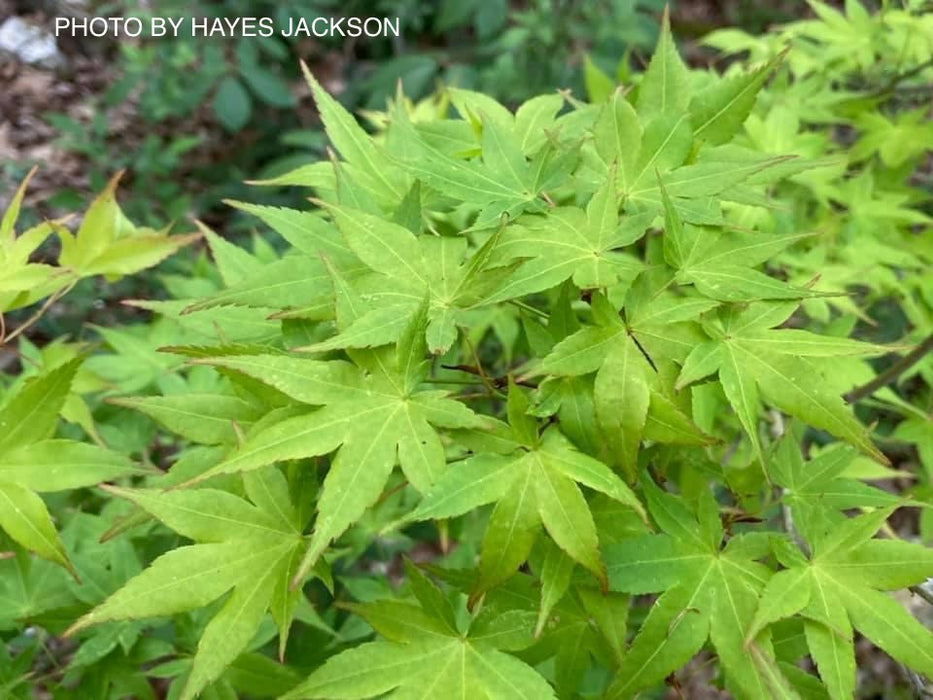 Acer palmatum 'Aureum' Japanese Maple