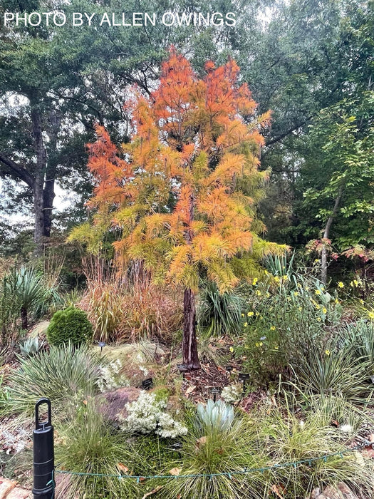 Taxodium distichum Mickelson 'Shawnee Brave™' Bald Cypress