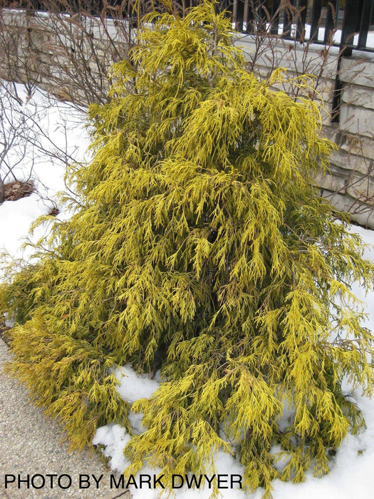 Chamaecyparis pisifera 'Sungold' False Cypress