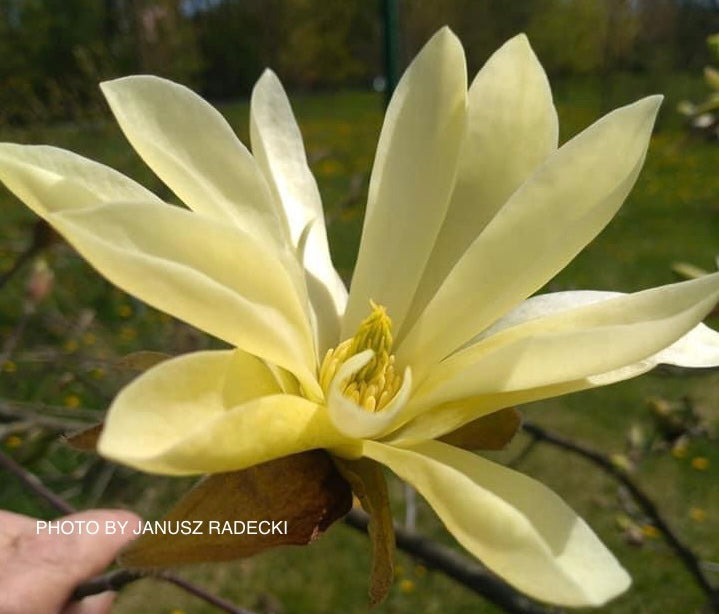 Magnolia 'Gold Star' Golden Flower Magnolia
