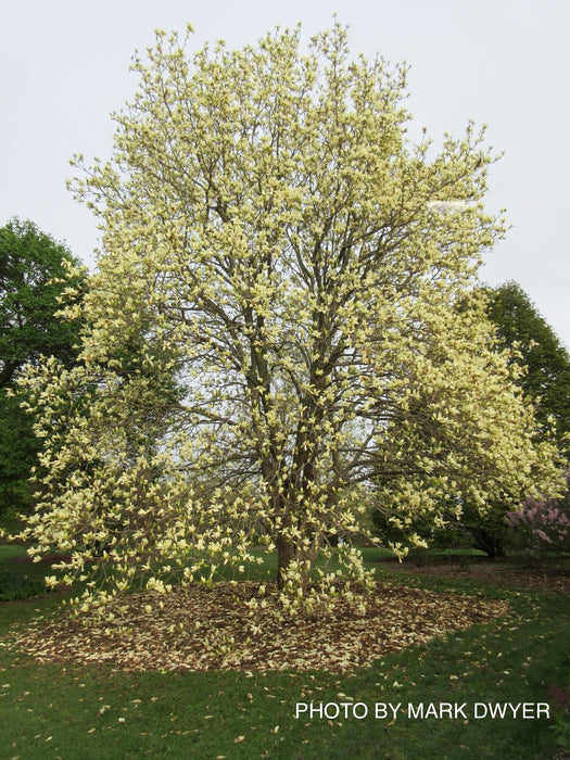 Magnolia 'Elizabeth' Golden Flower Magnolia
