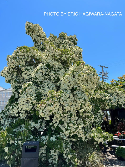 Cornus capitata 'Mountain Moon' Chinese Evergreen Dogwood