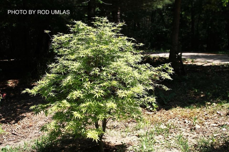 Acer pseudosieboldianum 'Origami' Rare Japanese Maple