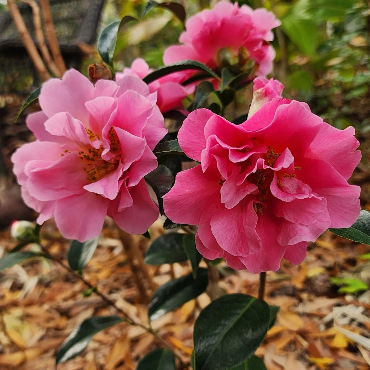sasanqua plant Buy Camellia sasanqua 'Kanjiro' Pink Semi-Double Flowering Camellia — Mr  Maple │ Buy Japanese Maple Trees