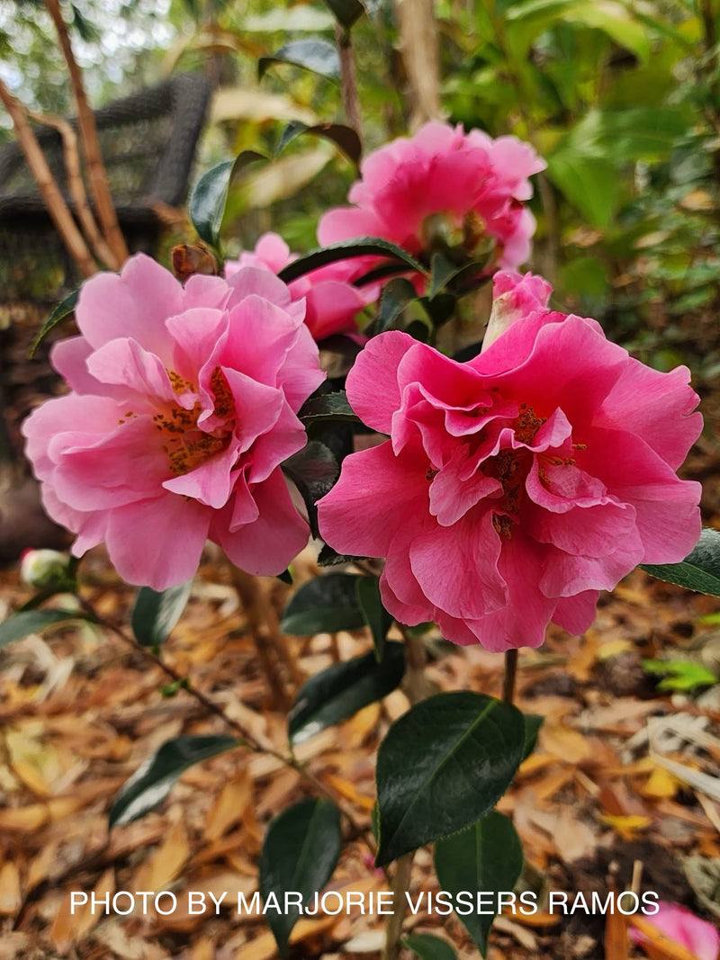 Camellia x williamsii ‘Ballet in Pink’ Pink Flowering Camellia