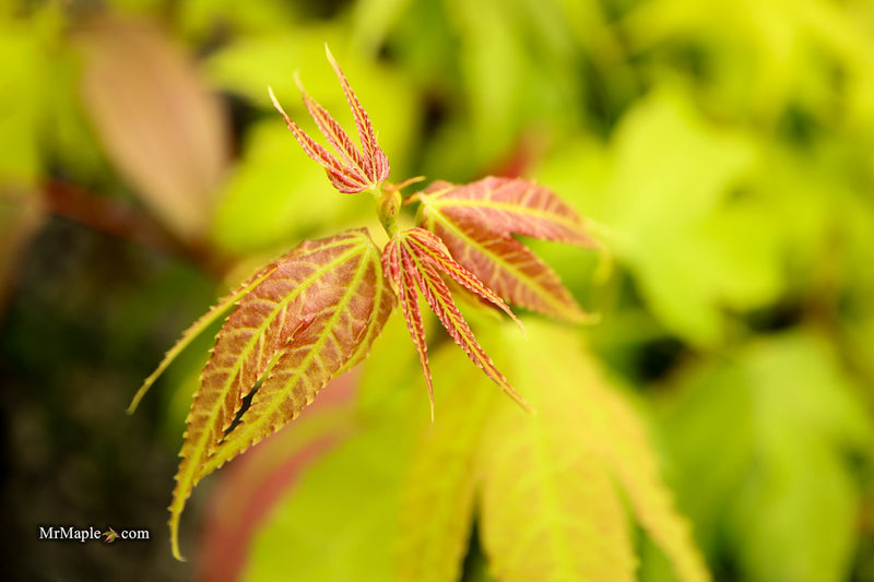 Acer palmatum x 'Giganteum' Japanese Maple
