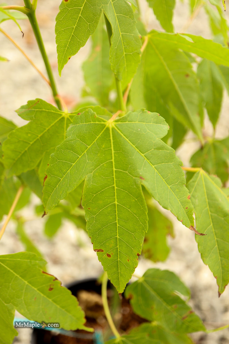 Acer palmatum x 'Giganteum' Japanese Maple