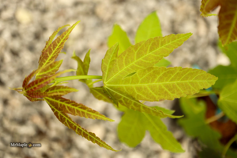 Acer palmatum x 'Giganteum' Japanese Maple