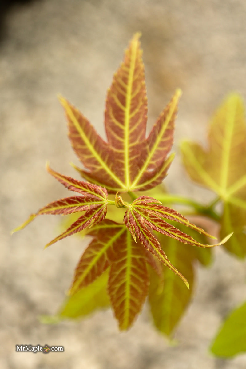 Acer palmatum x 'Giganteum' Japanese Maple