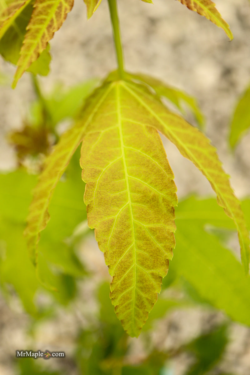 Acer palmatum x 'Giganteum' Japanese Maple