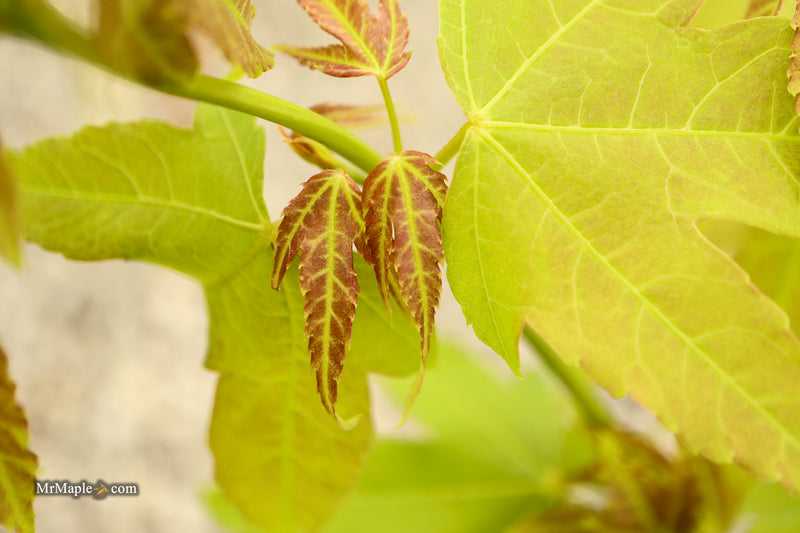 Acer palmatum x 'Giganteum' Japanese Maple
