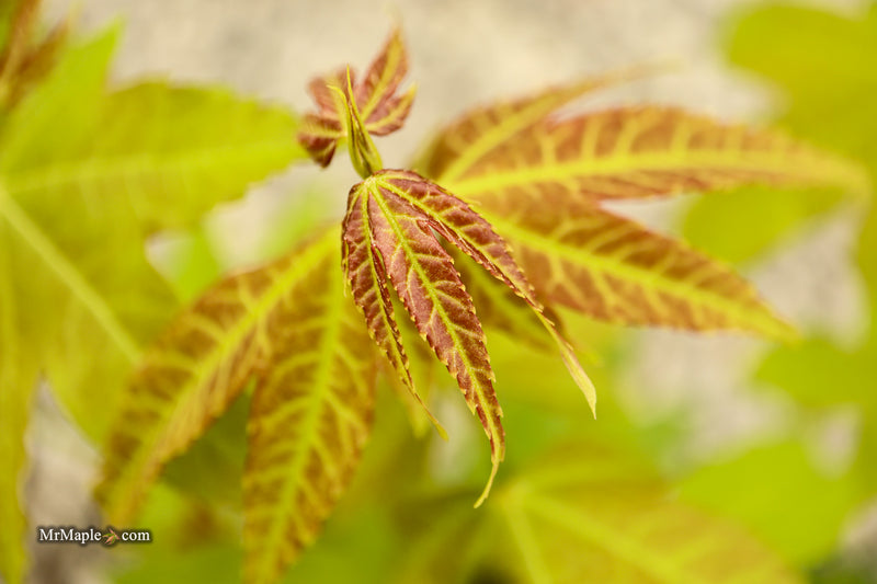 Acer palmatum x 'Giganteum' Japanese Maple