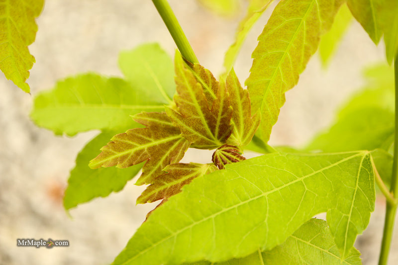 Acer palmatum x 'Giganteum' Japanese Maple