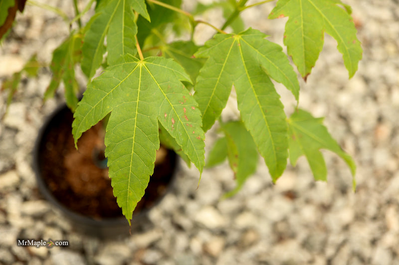 Acer palmatum x 'Giganteum' Japanese Maple