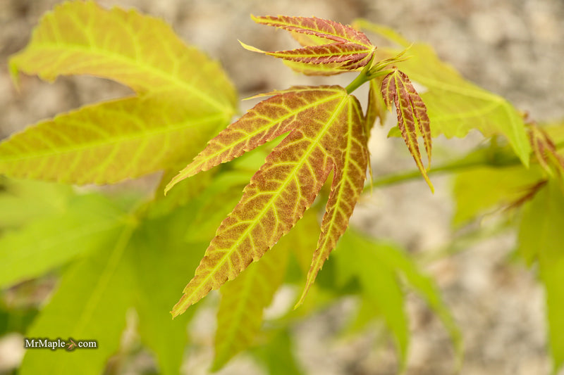 Acer palmatum x 'Giganteum' Japanese Maple