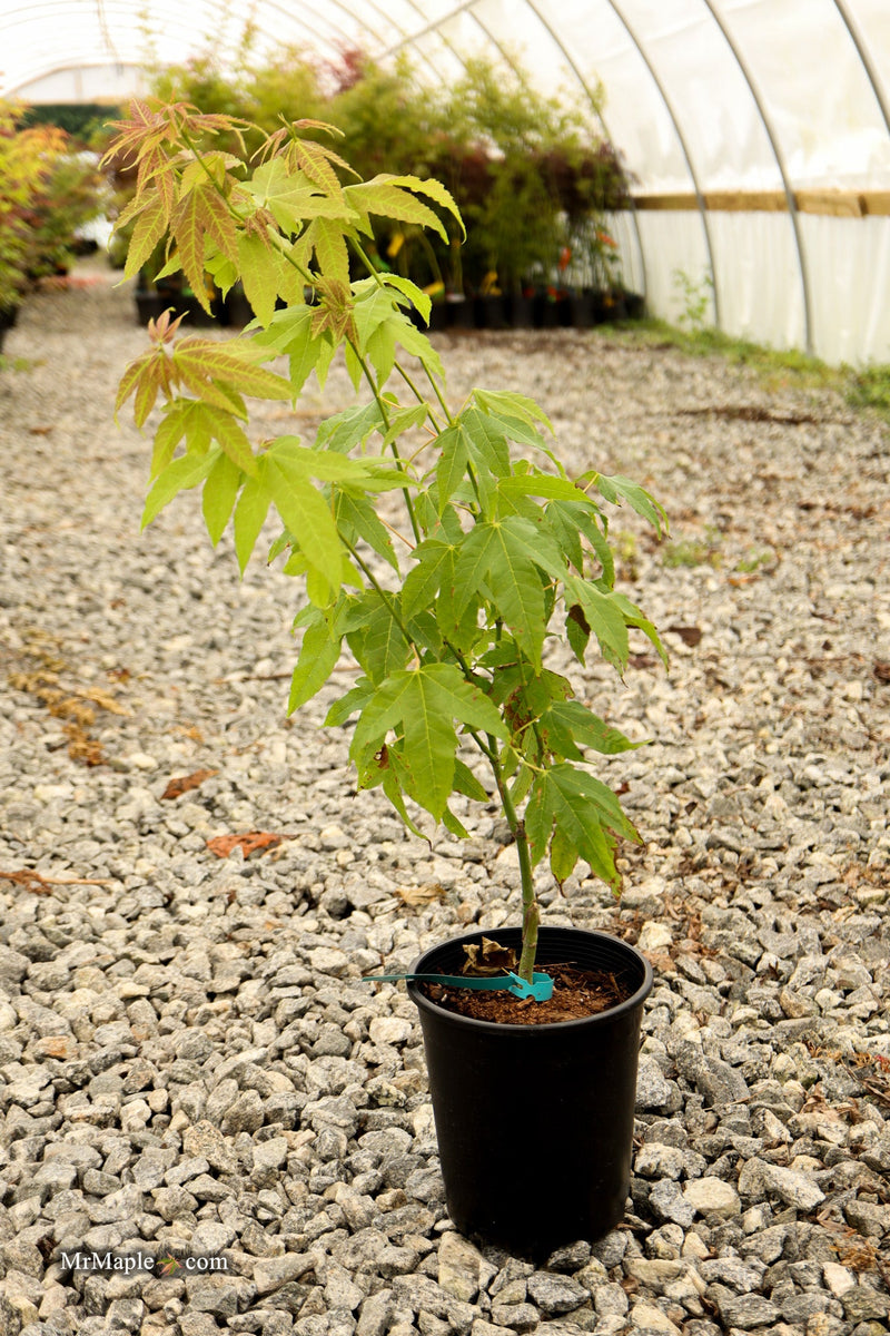 Acer palmatum x 'Giganteum' Japanese Maple