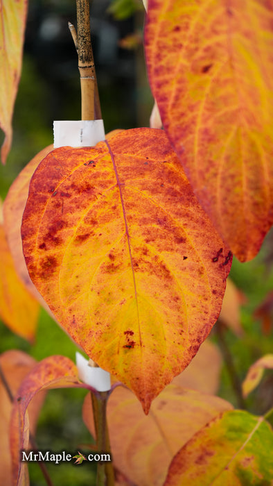 Cornus kousa x florida 'Gallant Gold' Flowering Dogwood