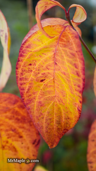 Cornus kousa x florida 'Gallant Gold' Flowering Dogwood