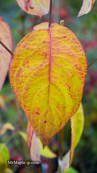 Cornus kousa x florida 'Gallant Gold' Flowering Dogwood