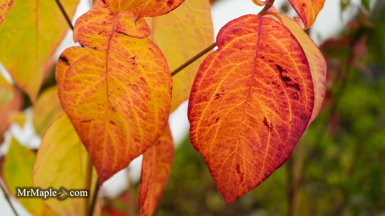 Cornus kousa x florida 'Gallant Gold' Flowering Dogwood