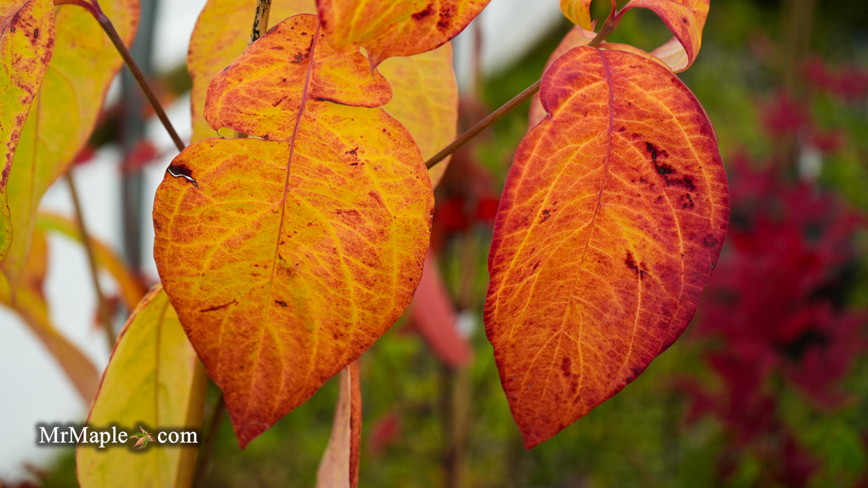 Cornus kousa x florida 'Gallant Gold' Flowering Dogwood