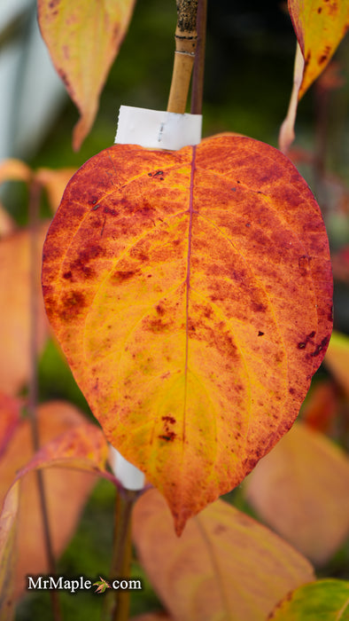 Cornus kousa x florida 'Gallant Gold' Flowering Dogwood