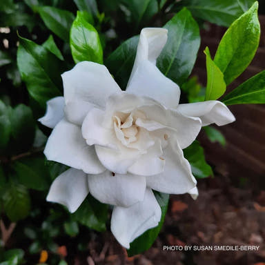 - Gardenia jasminoides 'August Beauty' Fragrant White Flowering Gardenia - Mr Maple │ Buy Japanese Maple Trees