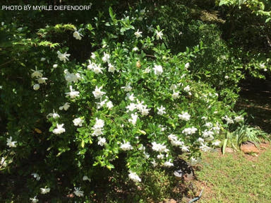 - Gardenia jasminoides 'August Beauty' Fragrant White Flowering Gardenia - Mr Maple │ Buy Japanese Maple Trees