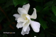 - Gardenia jasminoides 'August Beauty' Fragrant White Flowering Gardenia - Mr Maple │ Buy Japanese Maple Trees