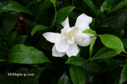 - Gardenia jasminoides 'August Beauty' Fragrant White Flowering Gardenia - Mr Maple │ Buy Japanese Maple Trees