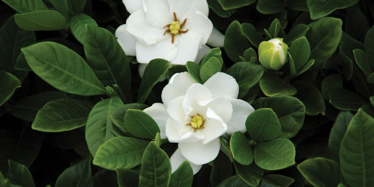 Gardenia jasminoides 'Buttons' Fragrant Cape Jasmine — Mr Maple │ Buy  Japanese Maple Trees