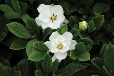 - Gardenia jasminoides 'Buttons' Fragrant Cape Jasmine - Mr Maple │ Buy Japanese Maple Trees