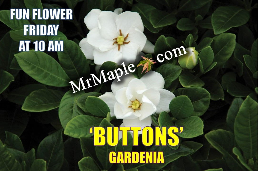 Gardenia jasminoides 'Buttons' Fragrant Cape Jasmine — Mr Maple
