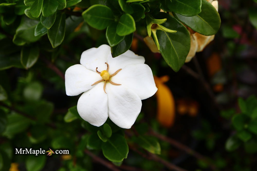 Gardenia jasminoides 'Daisy' Fragrant Cape Jasmine  Mr Maple  Buy  Japanese Maple Trees