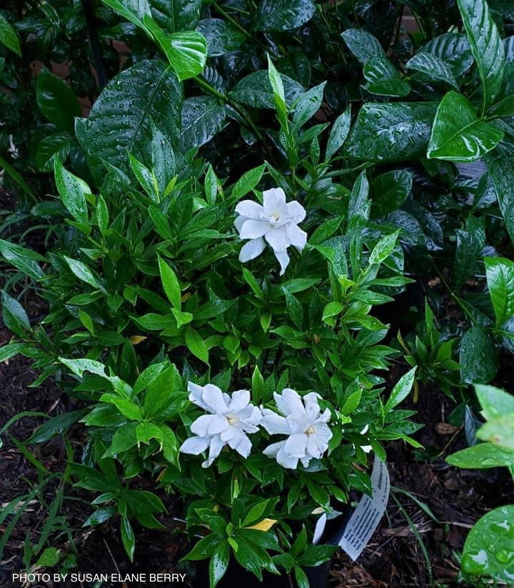 cape jasmine plant Gardenia jasminoides 'Frostproof' Fragrant Cape Jasmine — Mr Maple │ Buy  Japanese Maple Trees