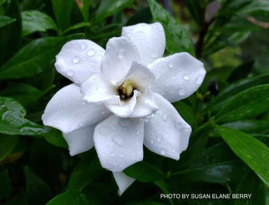 - Gardenia jasminoides 'Frostproof' Fragrant Cape Jasmine - Mr Maple │ Buy Japanese Maple Trees