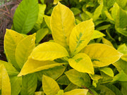 - Gardenia jasminoides 'Ogon no hana' Gold Doubloon Jasmine - Mr Maple │ Buy Japanese Maple Trees