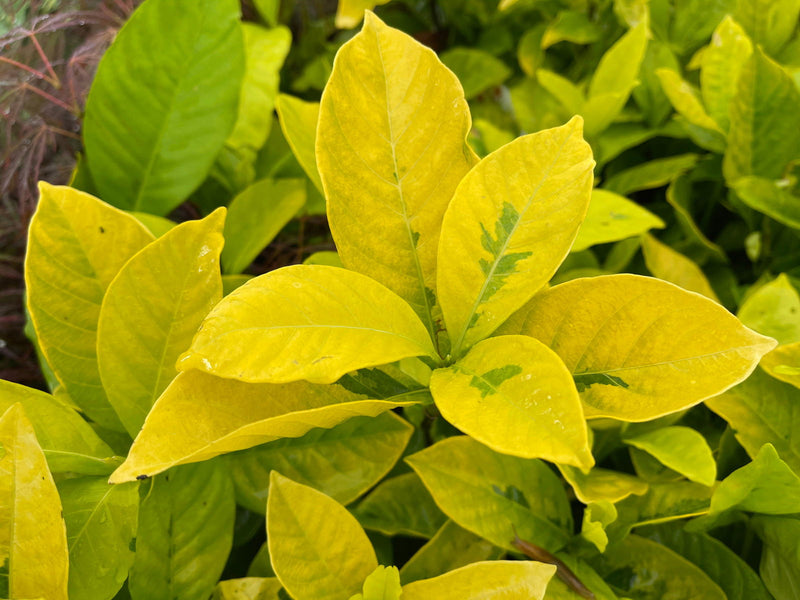 - Gardenia jasminoides 'Ogon no hana' Gold Doubloon Jasmine - Mr Maple │ Buy Japanese Maple Trees