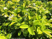 - Gardenia jasminoides 'Ogon no hana' Gold Doubloon Jasmine - Mr Maple │ Buy Japanese Maple Trees