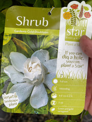 - Gardenia jasminoides 'Ogon no hana' Gold Doubloon Jasmine - Mr Maple │ Buy Japanese Maple Trees