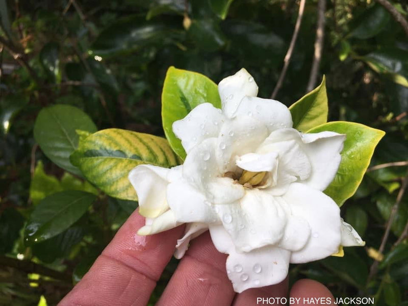 - Gardenia jasminoides 'Ogon no hana' Gold Doubloon Jasmine - Mr Maple │ Buy Japanese Maple Trees