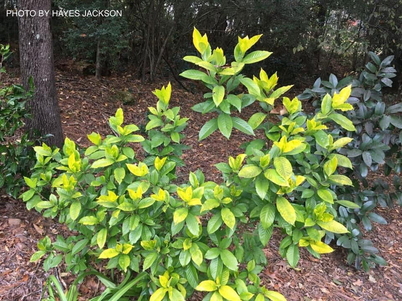 - Gardenia jasminoides 'Ogon no hana' Gold Doubloon Jasmine - Mr Maple │ Buy Japanese Maple Trees