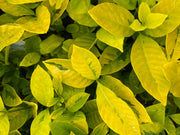 - Gardenia jasminoides 'Ogon no hana' Gold Doubloon Jasmine - Mr Maple │ Buy Japanese Maple Trees