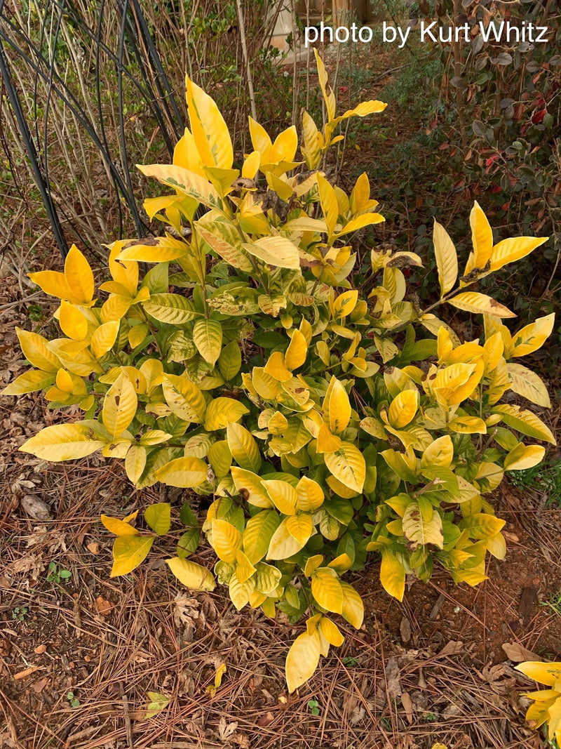 - Gardenia jasminoides 'Ogon no hana' Gold Doubloon Jasmine - Mr Maple │ Buy Japanese Maple Trees